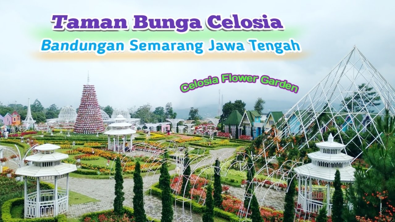 Taman Bunga Celosia: Wisata Estetik di Kaki Gunung Ungaran - Jejak Persepsi