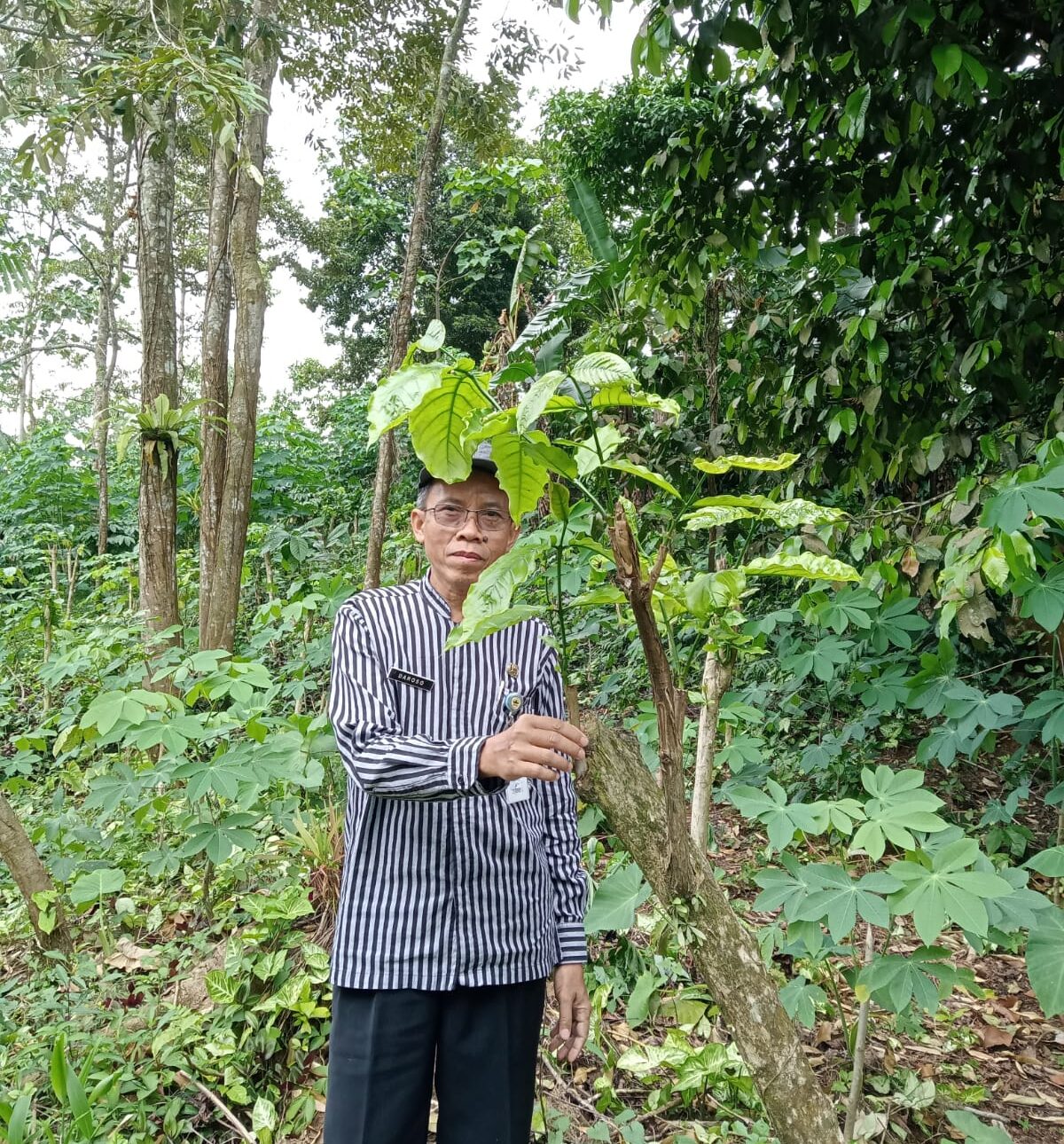 Pemanfaatan Hasil Hutan Berkelanjutan: Langkah Strategis Menjaga Ekosistem Hutan